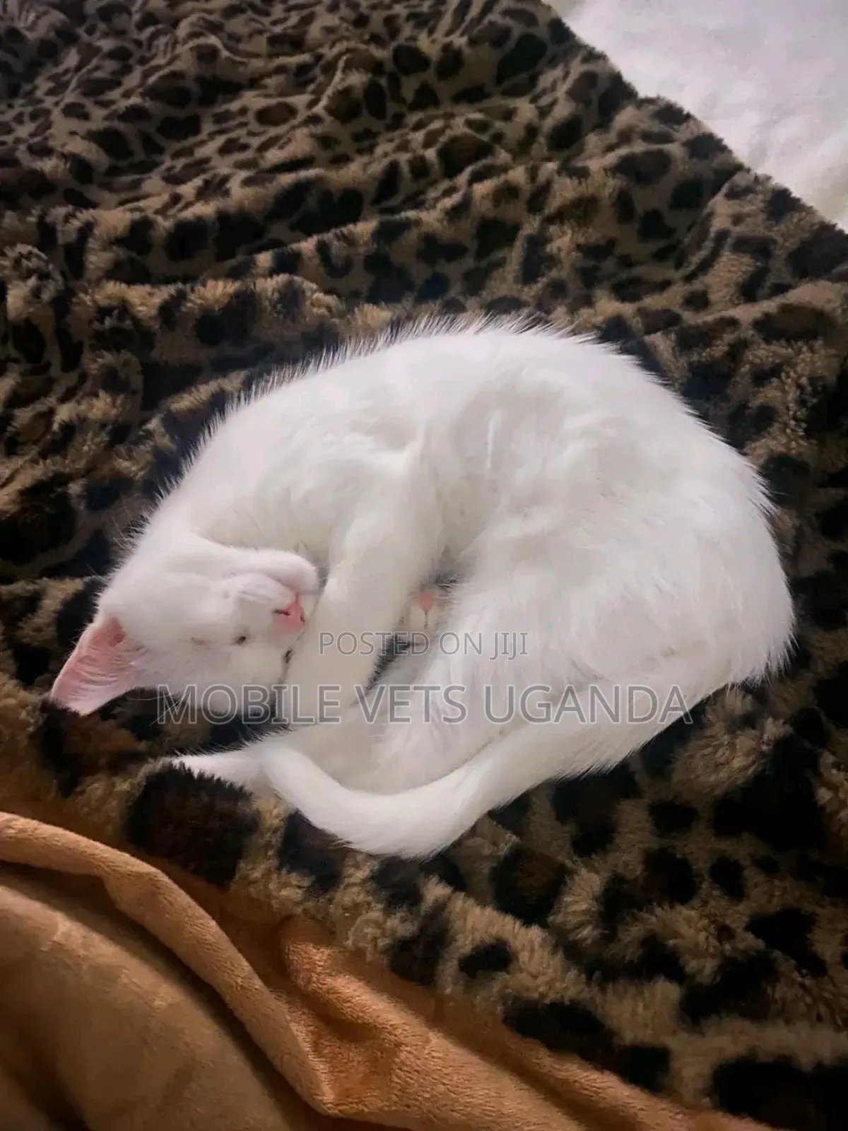 3-6 months Male Purebred Bombay