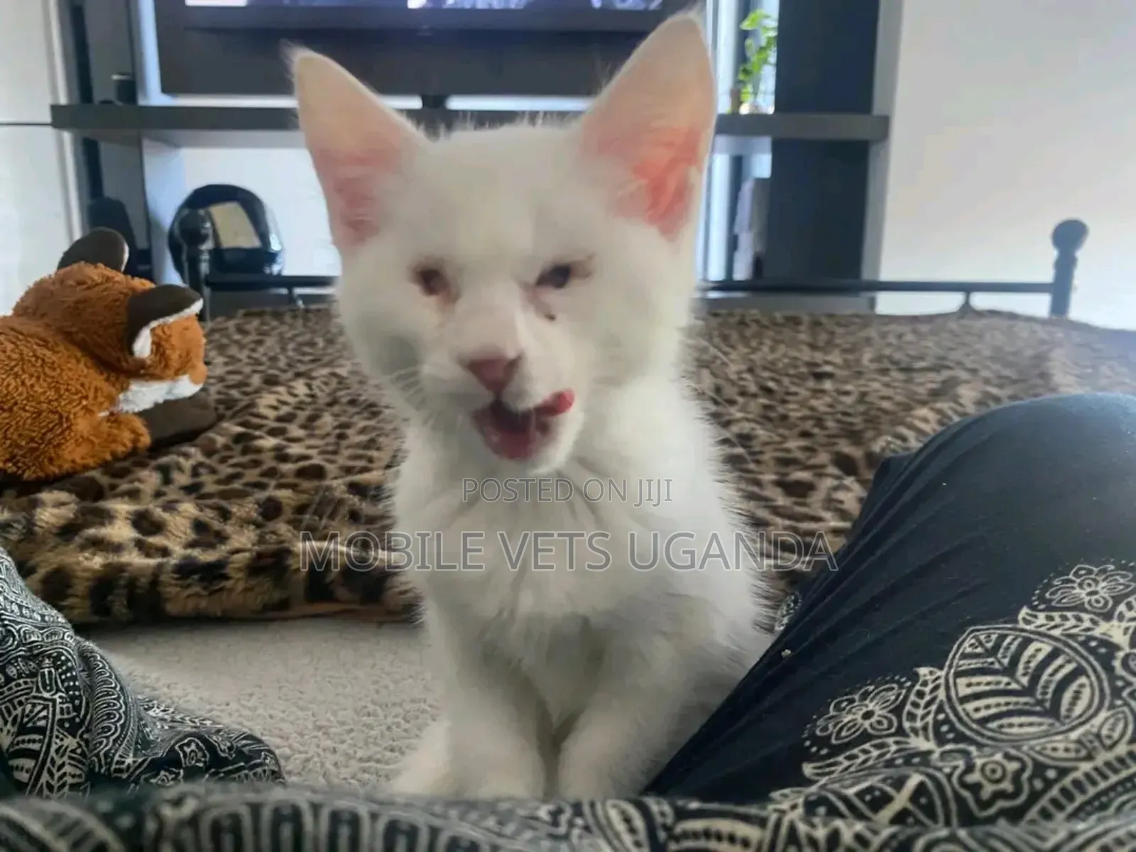 1-3 months Male Purebred Balinese