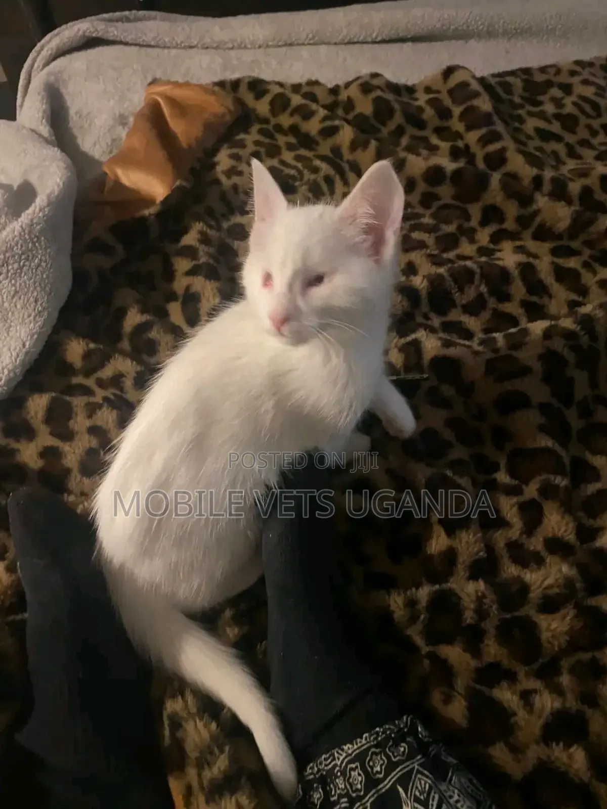 1-3 months Female Purebred Nebelung