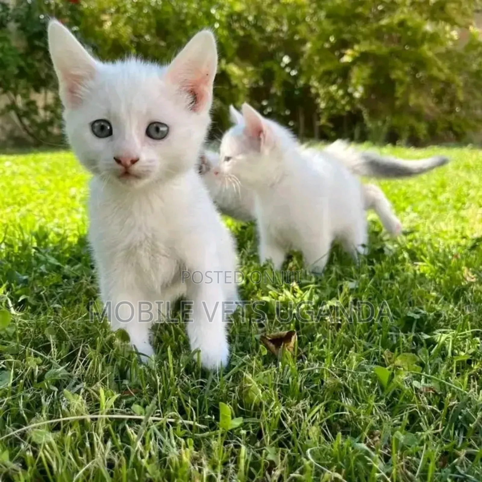 1-3 months Male Purebred Birman