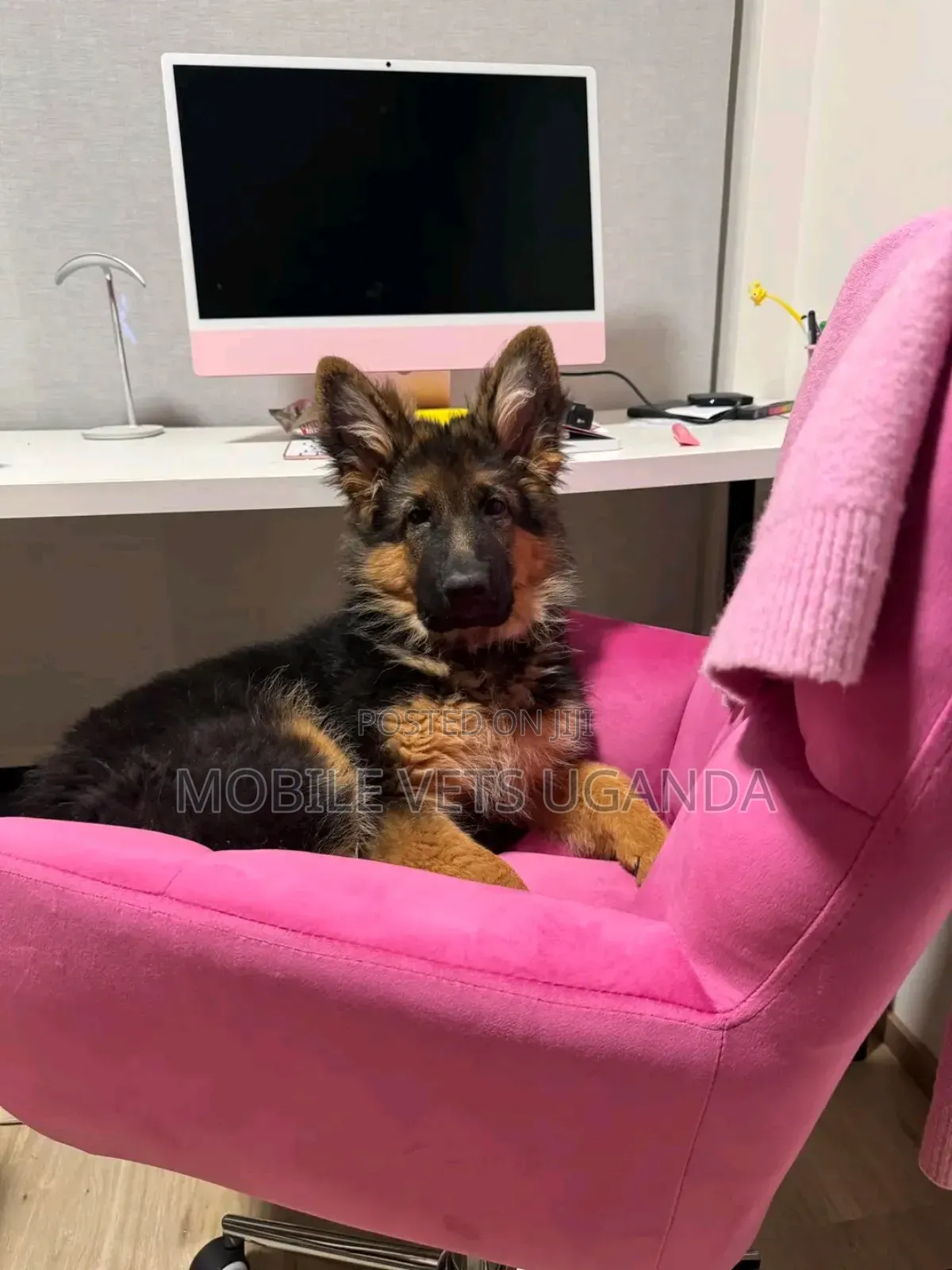 3-6 months Female Purebred German Shepherd