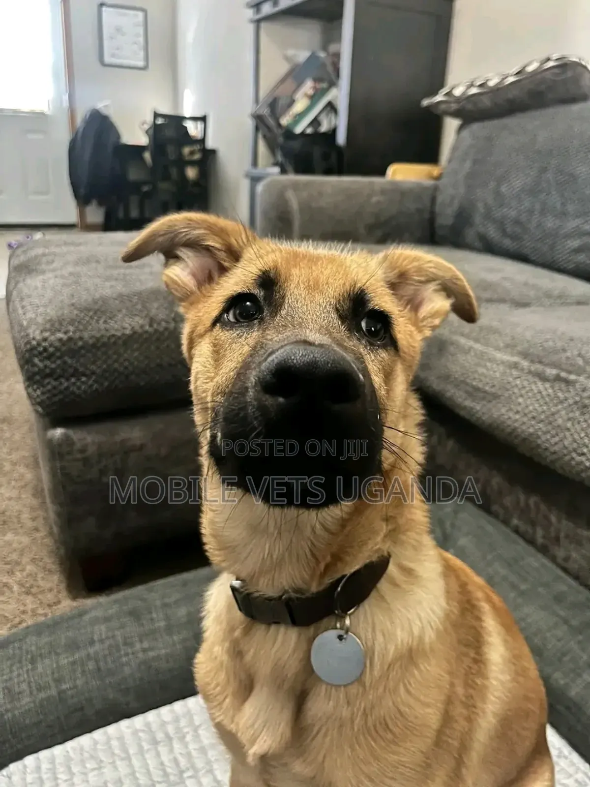 3-6 months Female Purebred German Shepherd