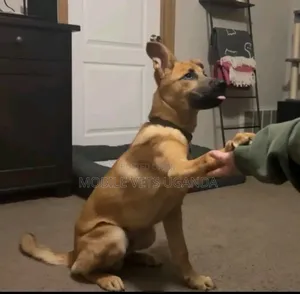 3-6 months Male Purebred German Shepherd