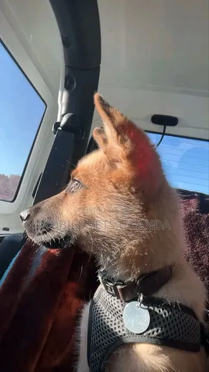1-3 months Female Purebred German Shepherd