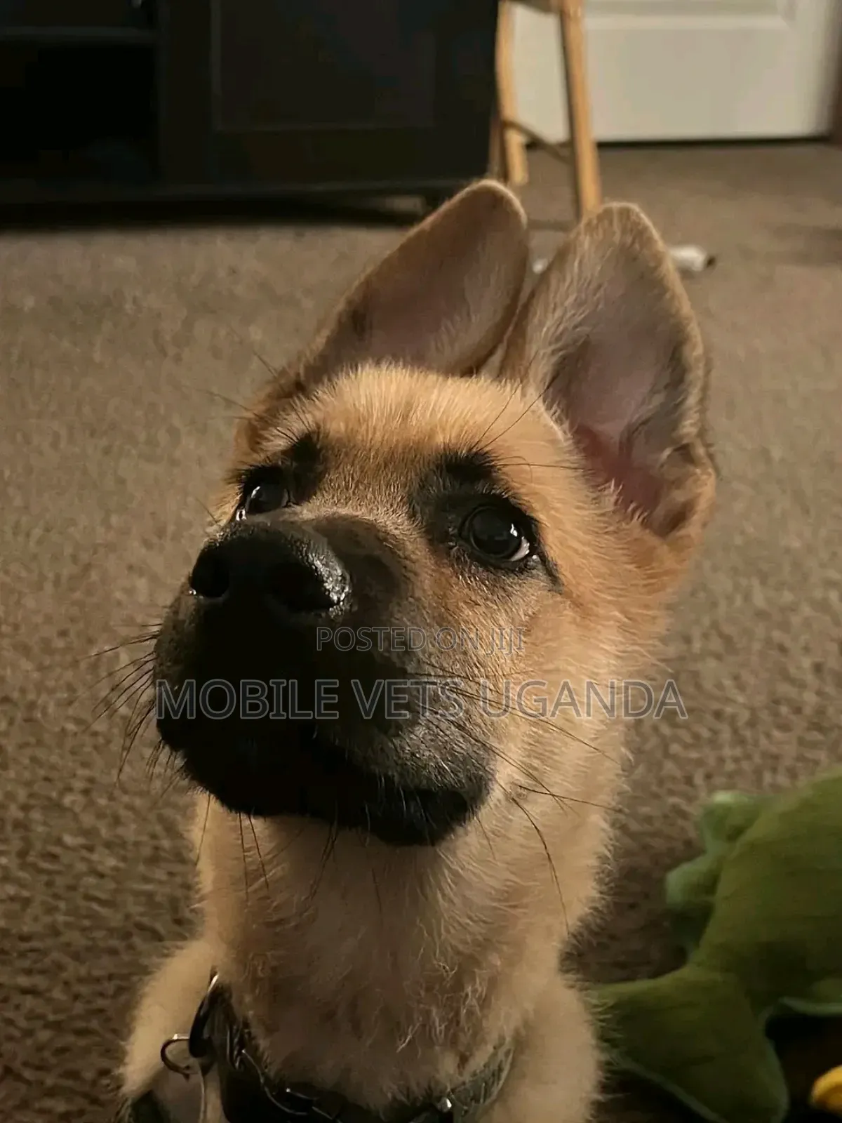 3-6 months Male Purebred German Shepherd