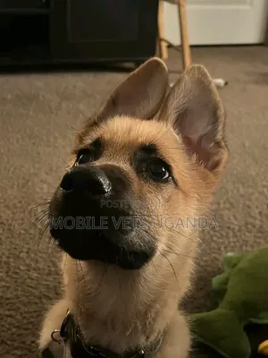 3-6 months Male Purebred German Shepherd