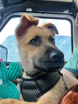 3-6 months Male Purebred German Shepherd