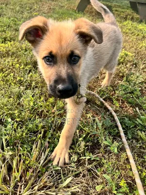 0-1 month Female Purebred German Shepherd