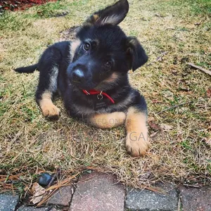 1-3 months Female Purebred German Shepherd