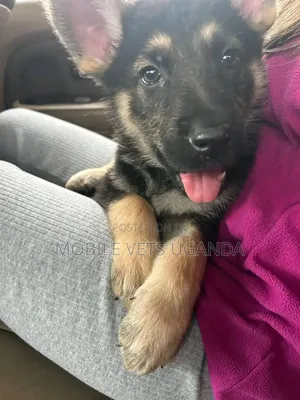 1-3 months Female Purebred German Shepherd