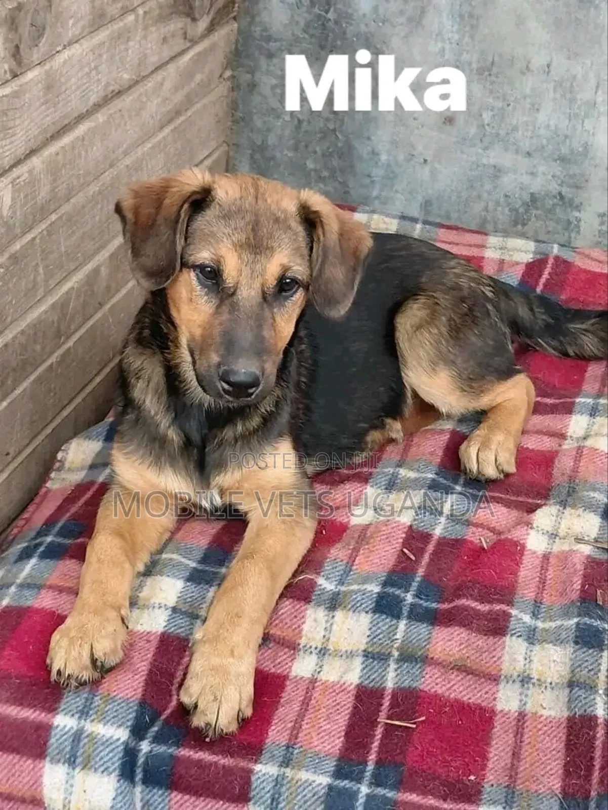 6-12 months Female Purebred German Shepherd