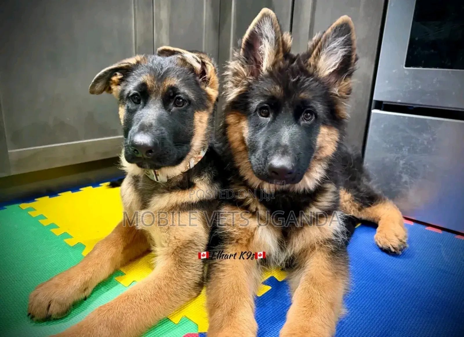 1-3 months Male Purebred German Shepherd