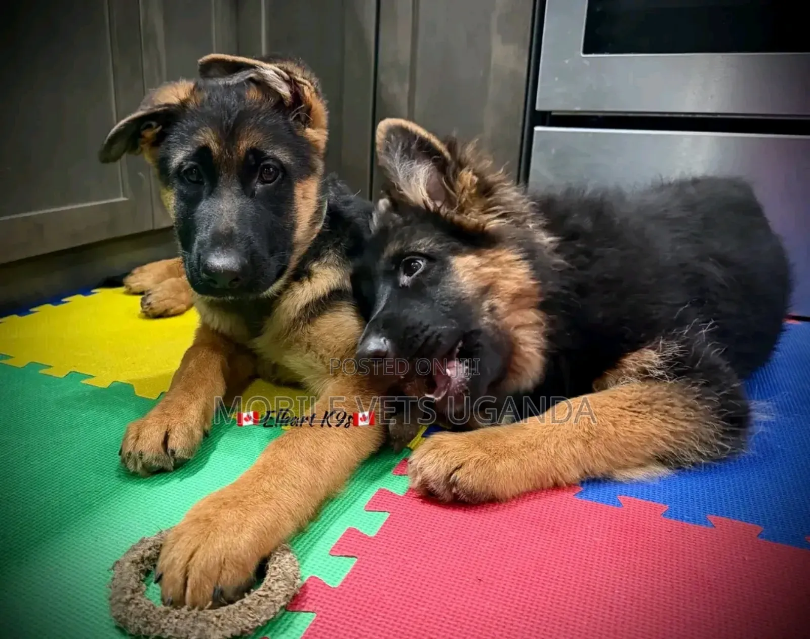 3-6 months Female Purebred German Shepherd