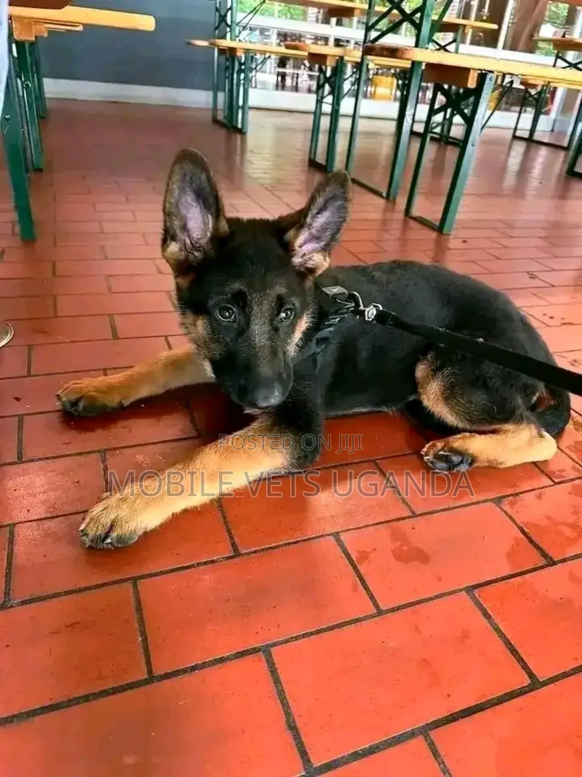 1-3 months Male Purebred German Shepherd