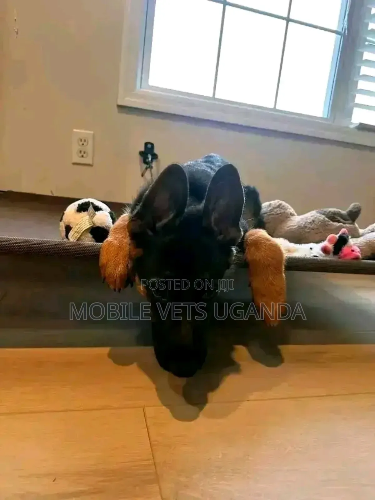 3-6 months Female Purebred German Shepherd