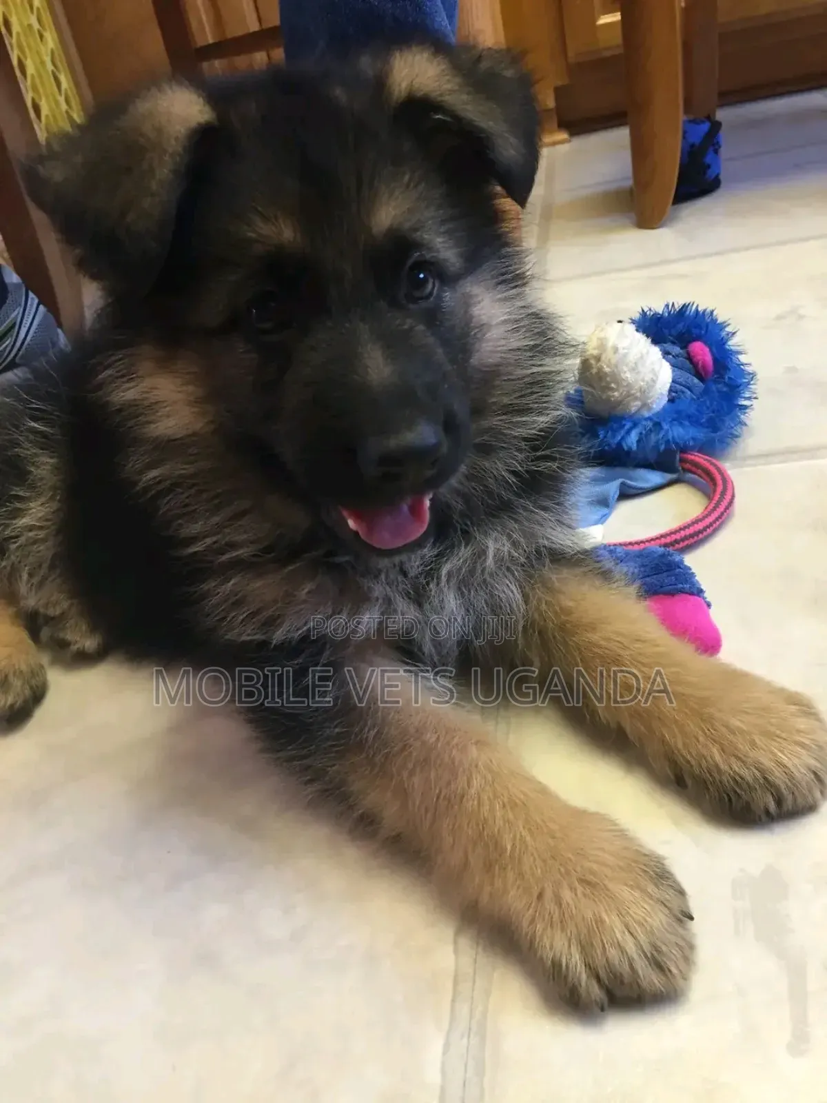 1-3 months Male Purebred German Shepherd