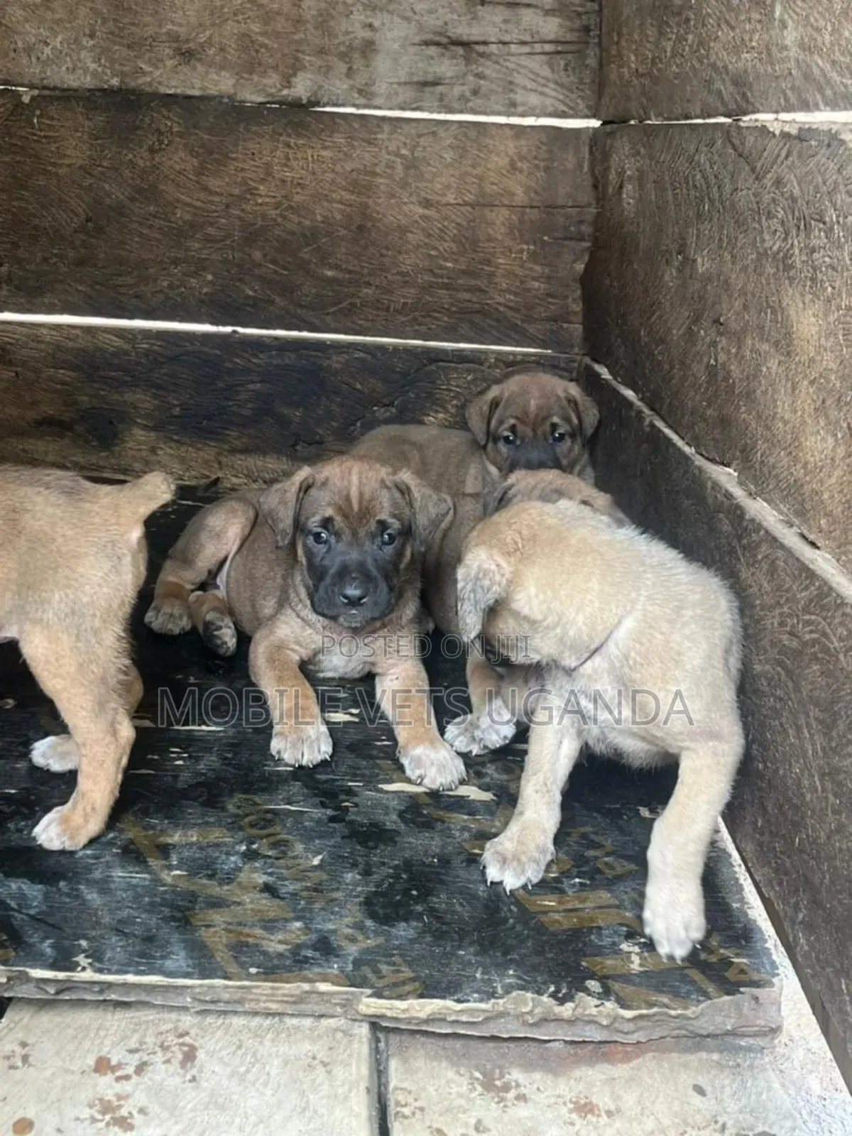 1-3 months Male Purebred Boerboel