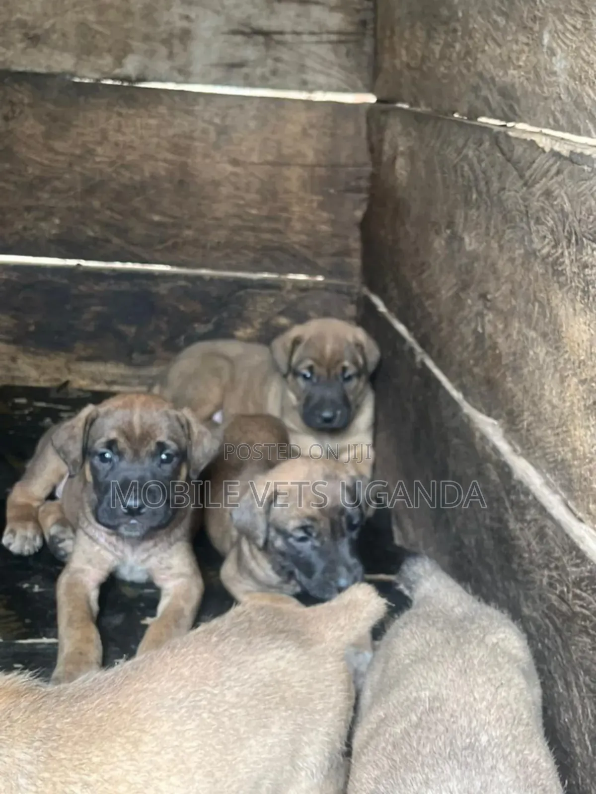 3-6 months Female Purebred Boerboel