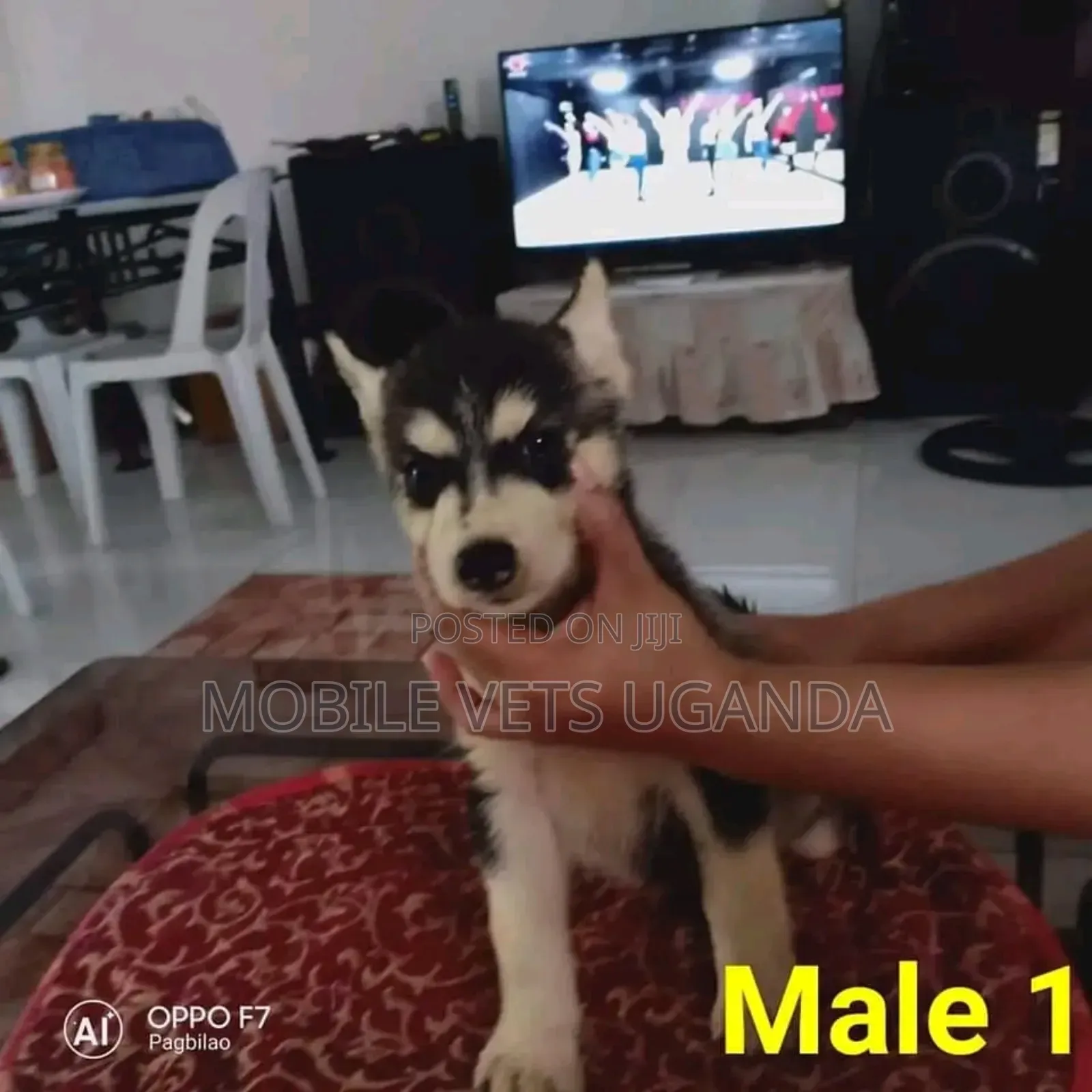 1-3 months Male Purebred Siberian Husky