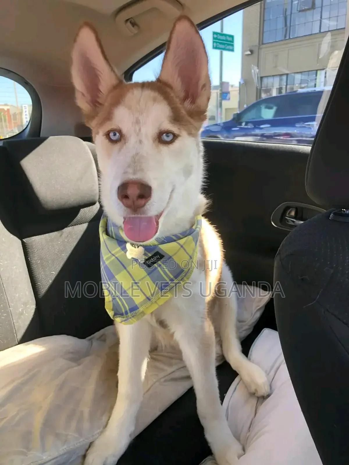 6-12 months Female Purebred Siberian Husky