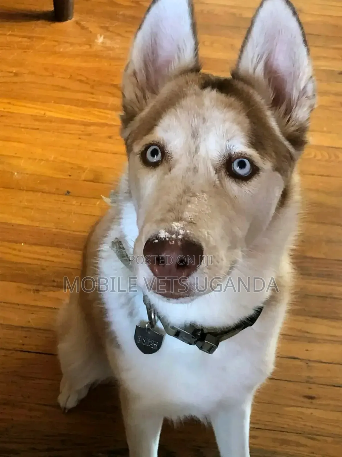 3-6 months Female Purebred Siberian Husky