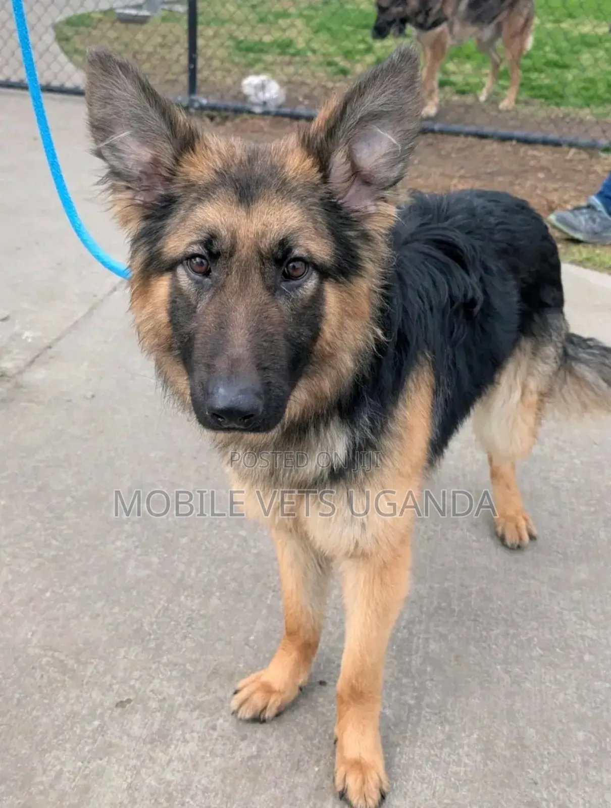 6-12 months Male Purebred German Shepherd