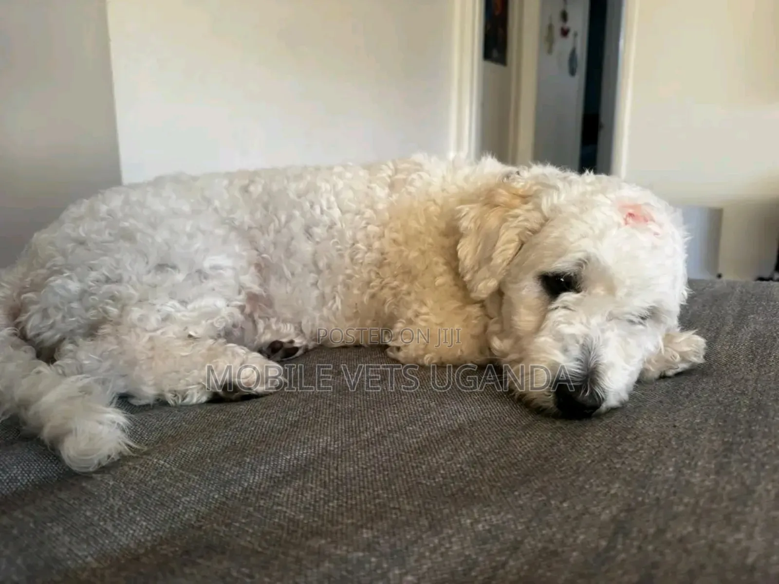 3-6 months Female Purebred Maltese