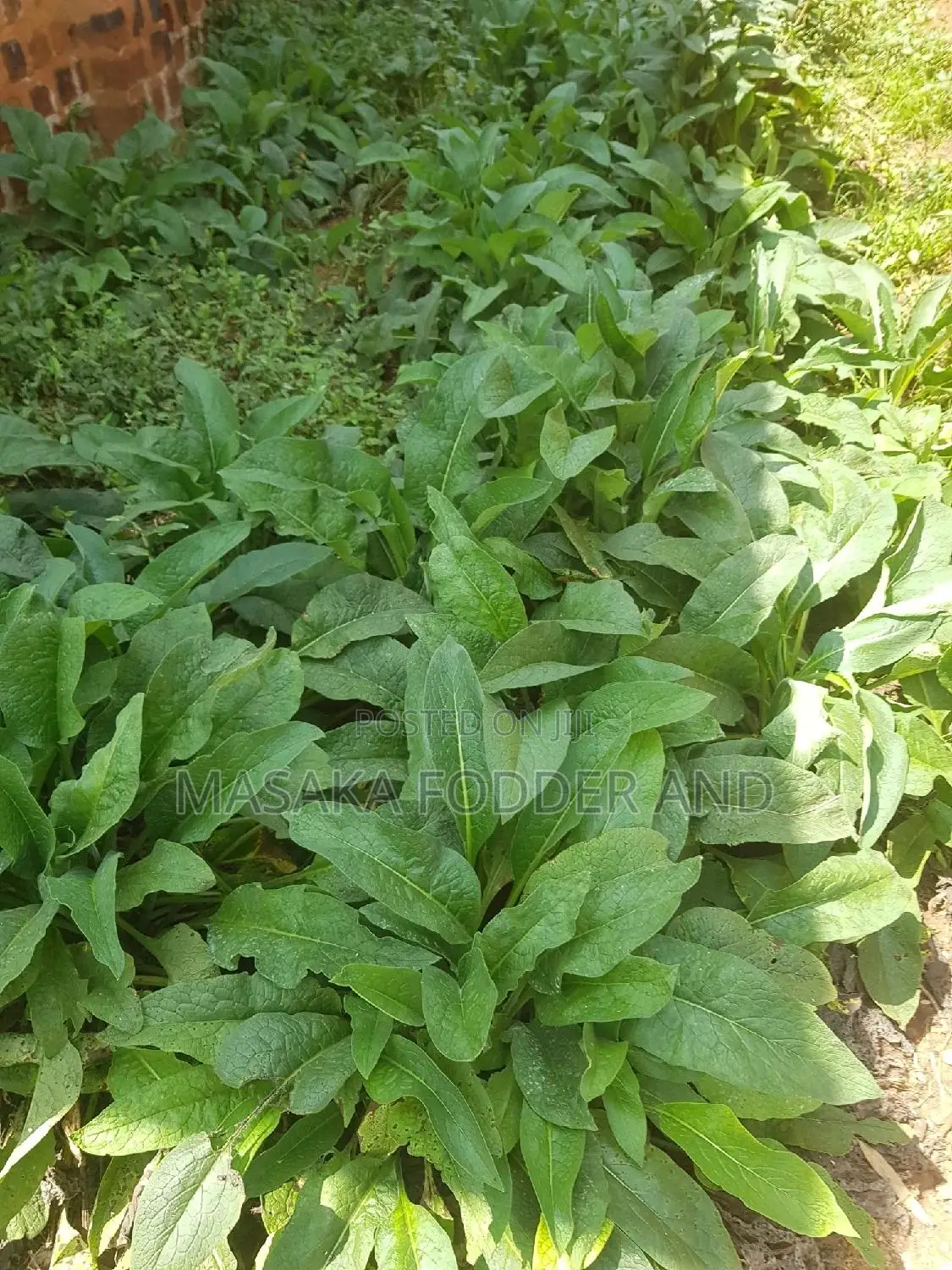 Russian Comfrey
