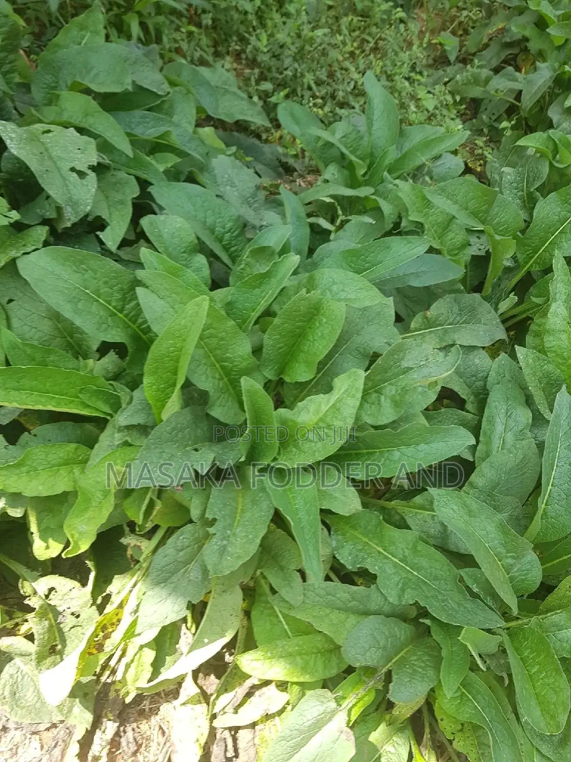 Russian Comfrey