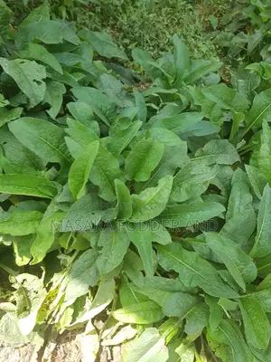 Russian Comfrey
