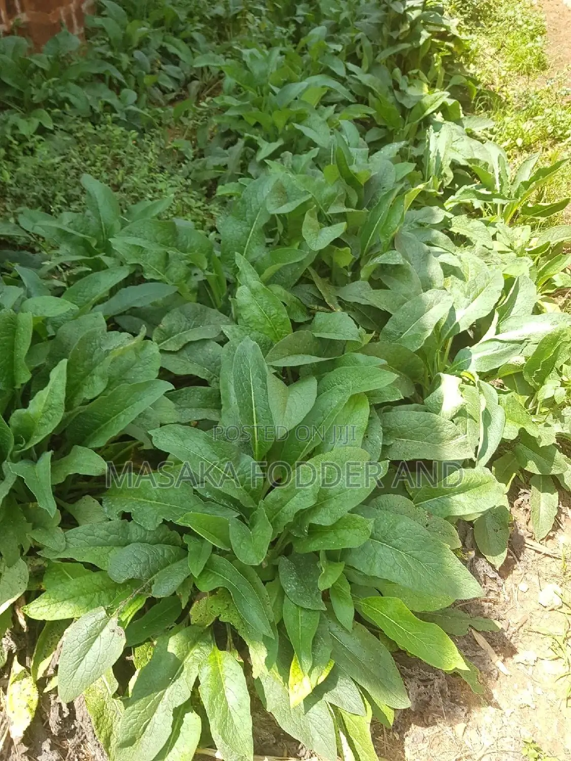 Russian Comfrey