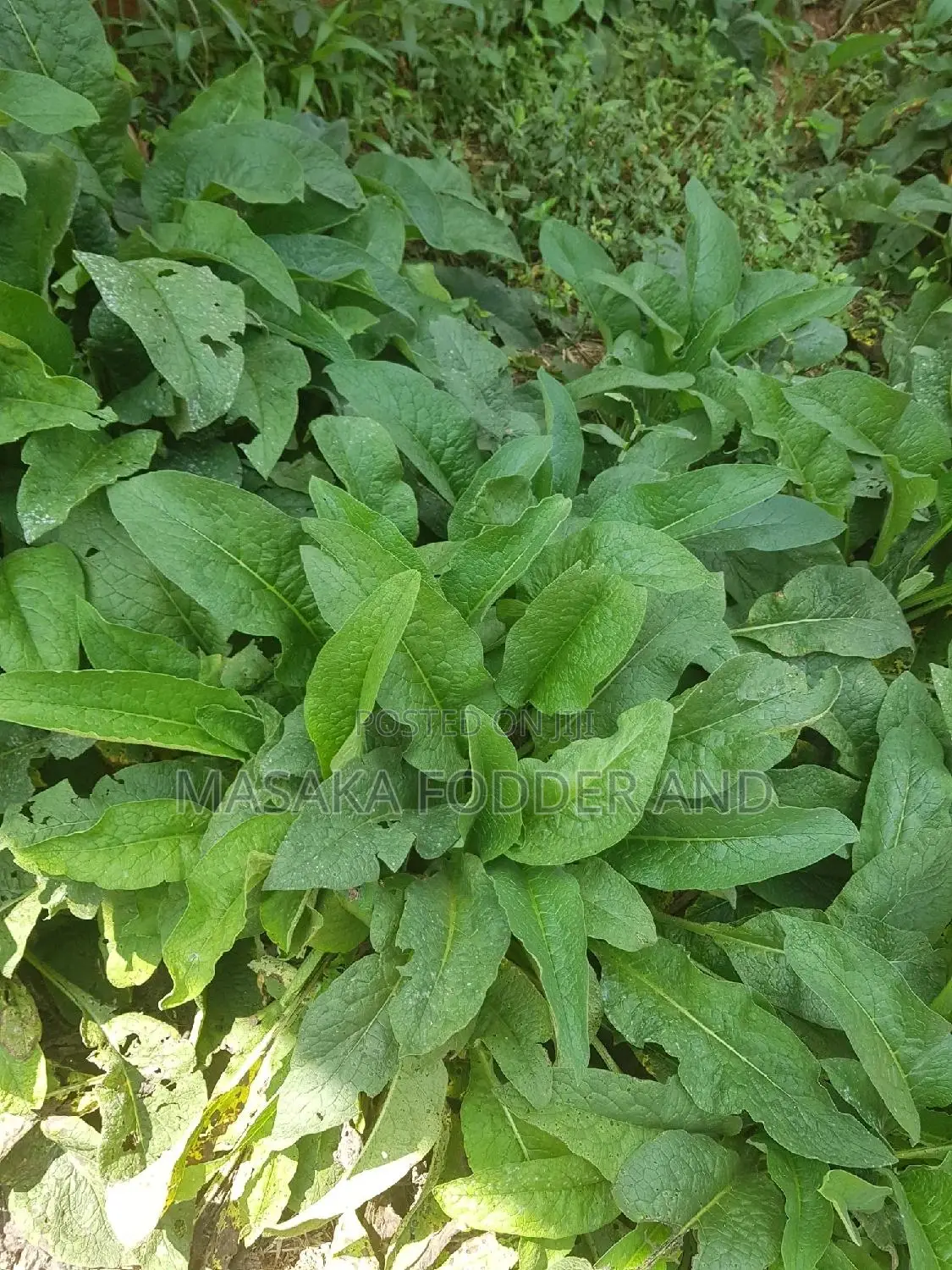 Russian Comfrey