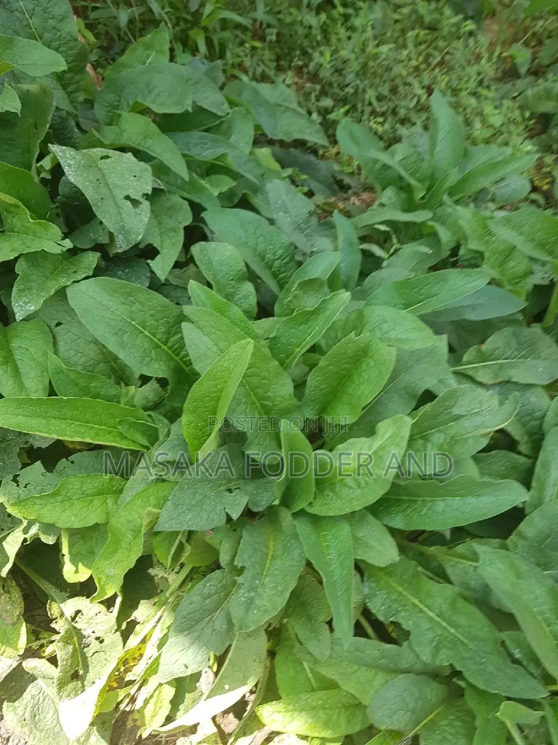 Russian Comfrey