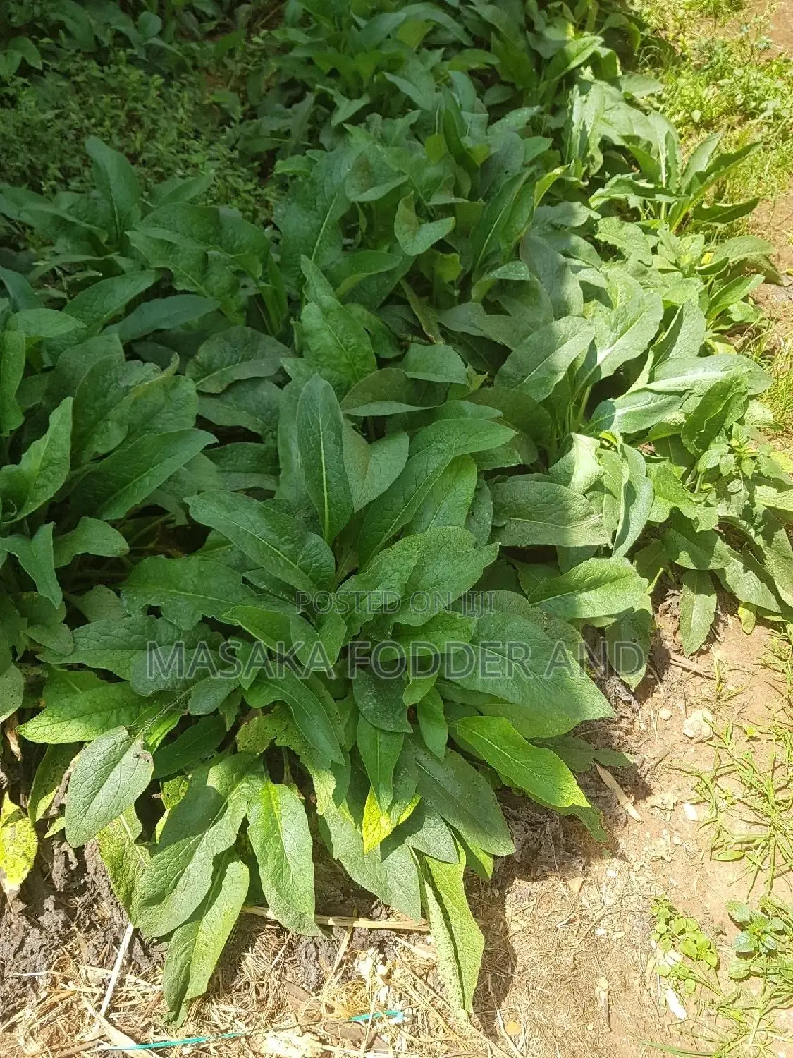 Russian Comfrey