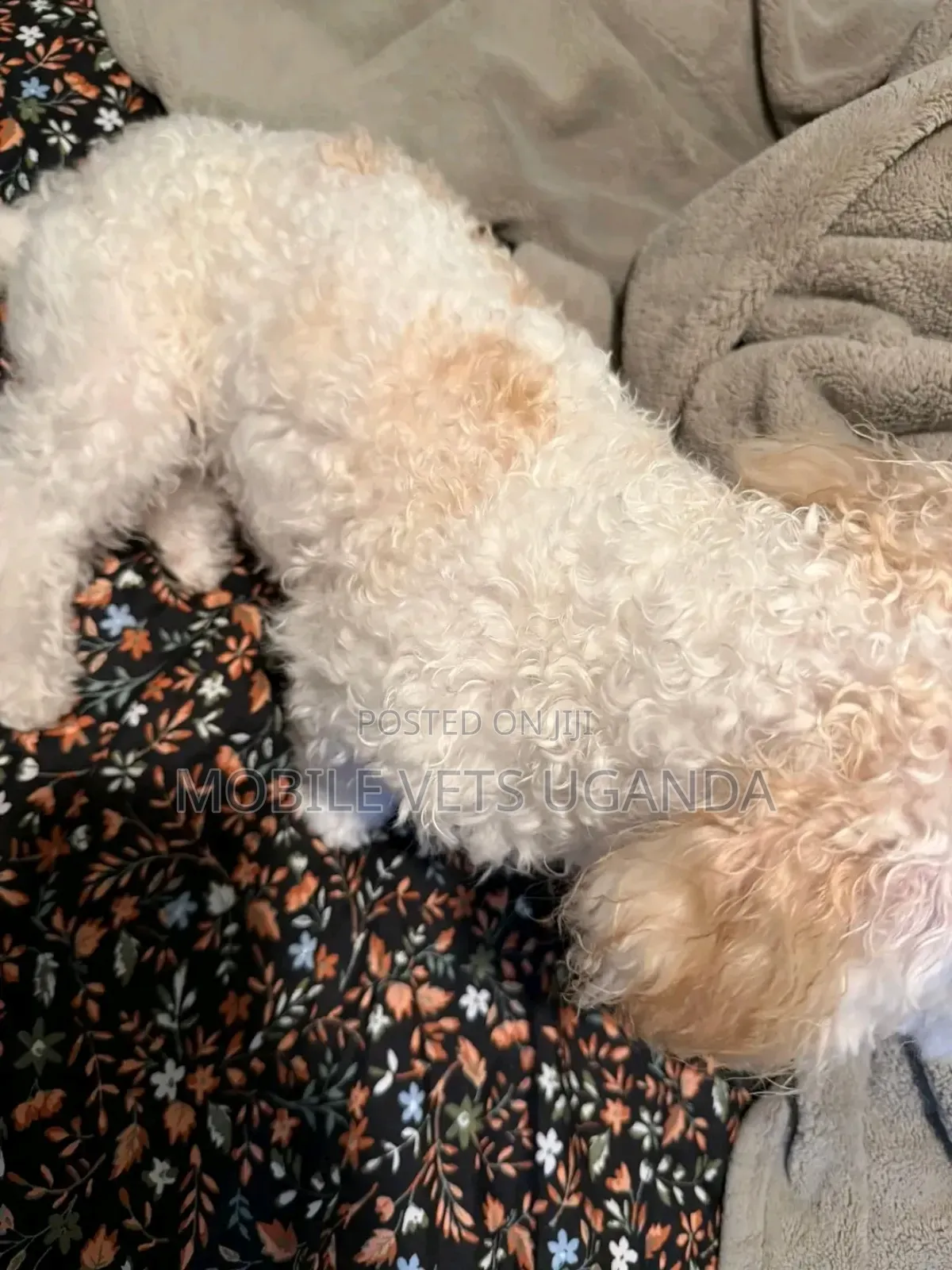 1-3 months Male Purebred Maltese