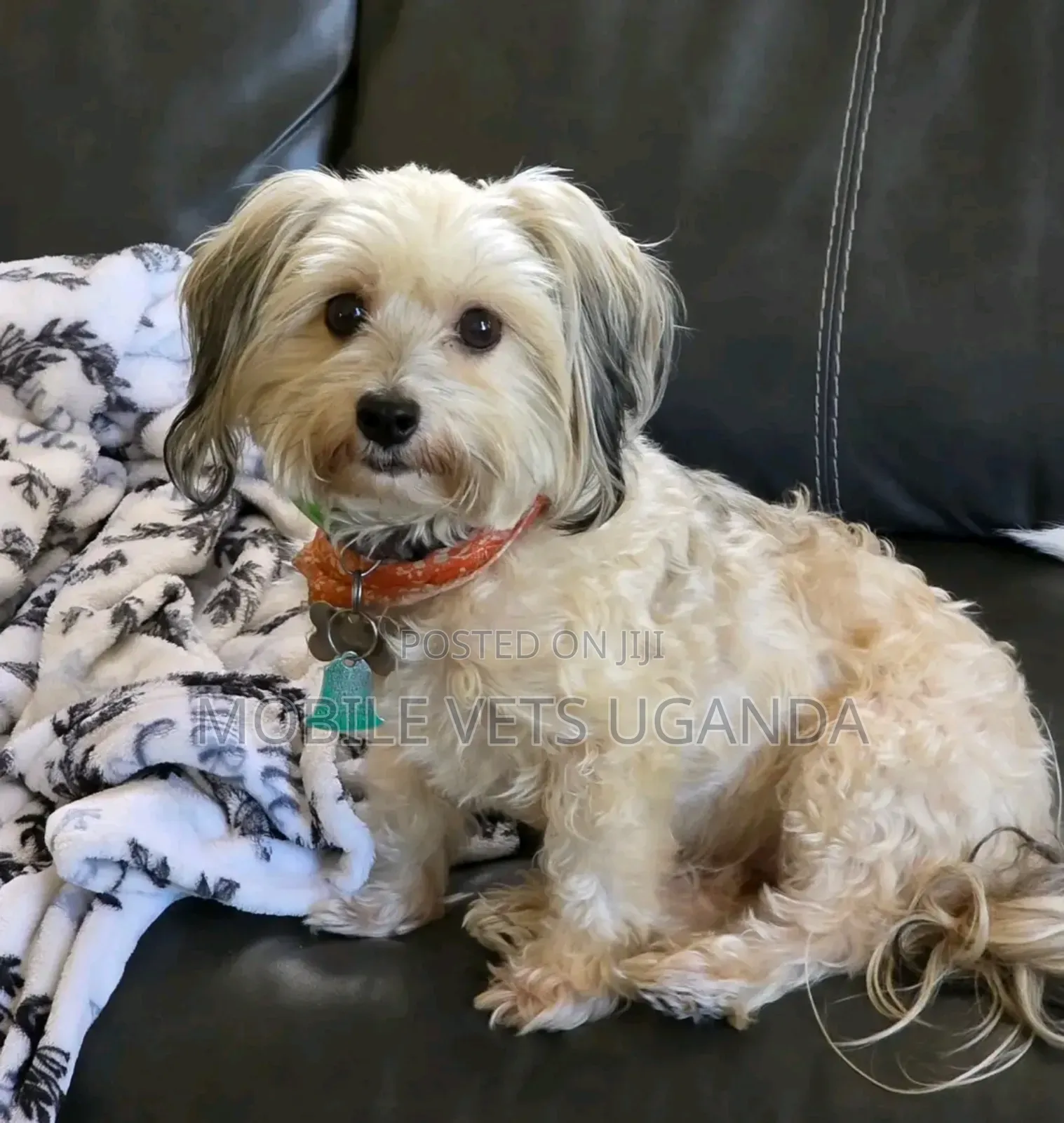 3-6 months Male Purebred Maltese