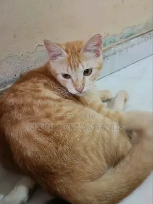 3-6 months Male Purebred Chinese Li Hua