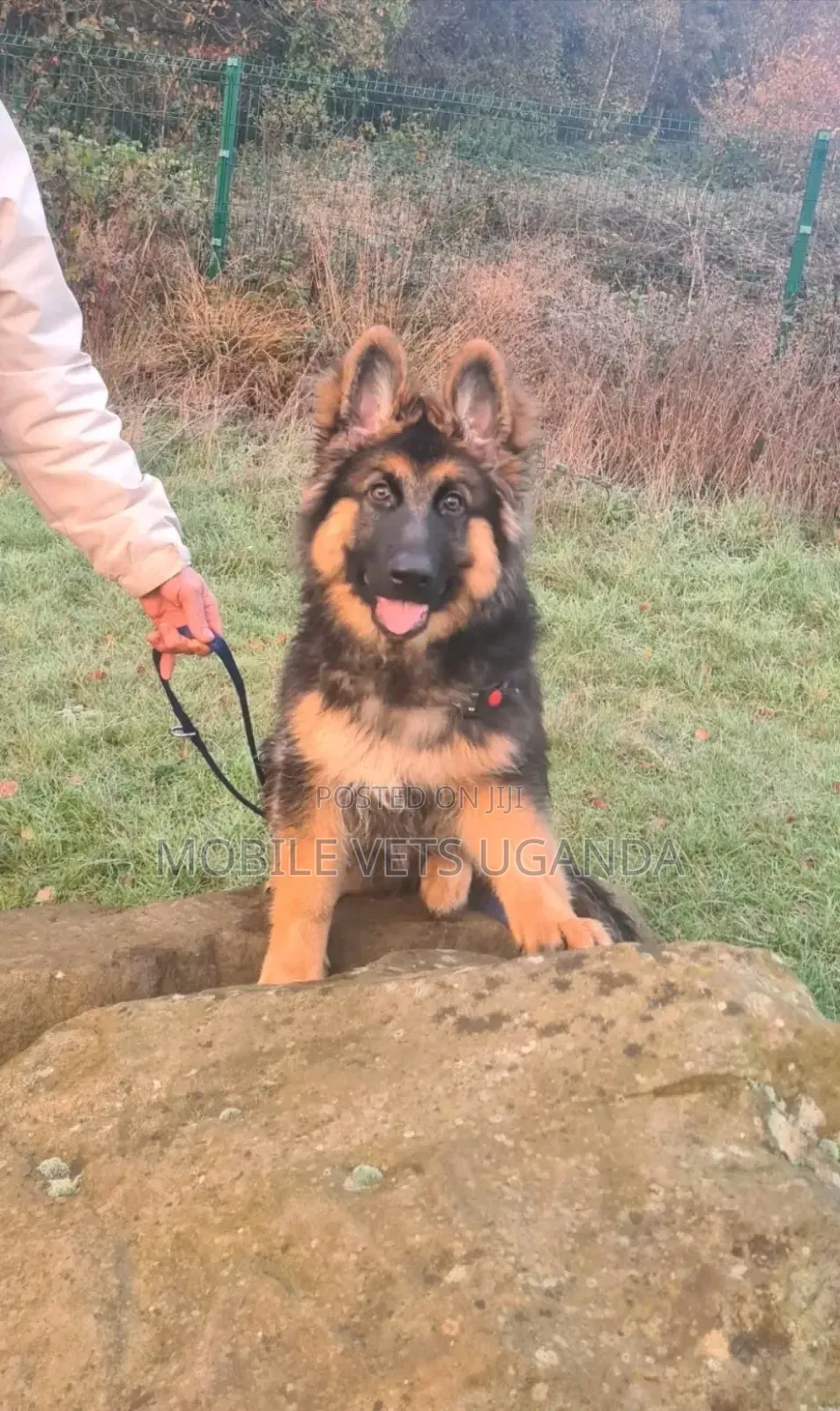 1-3 months Female Purebred German Shepherd