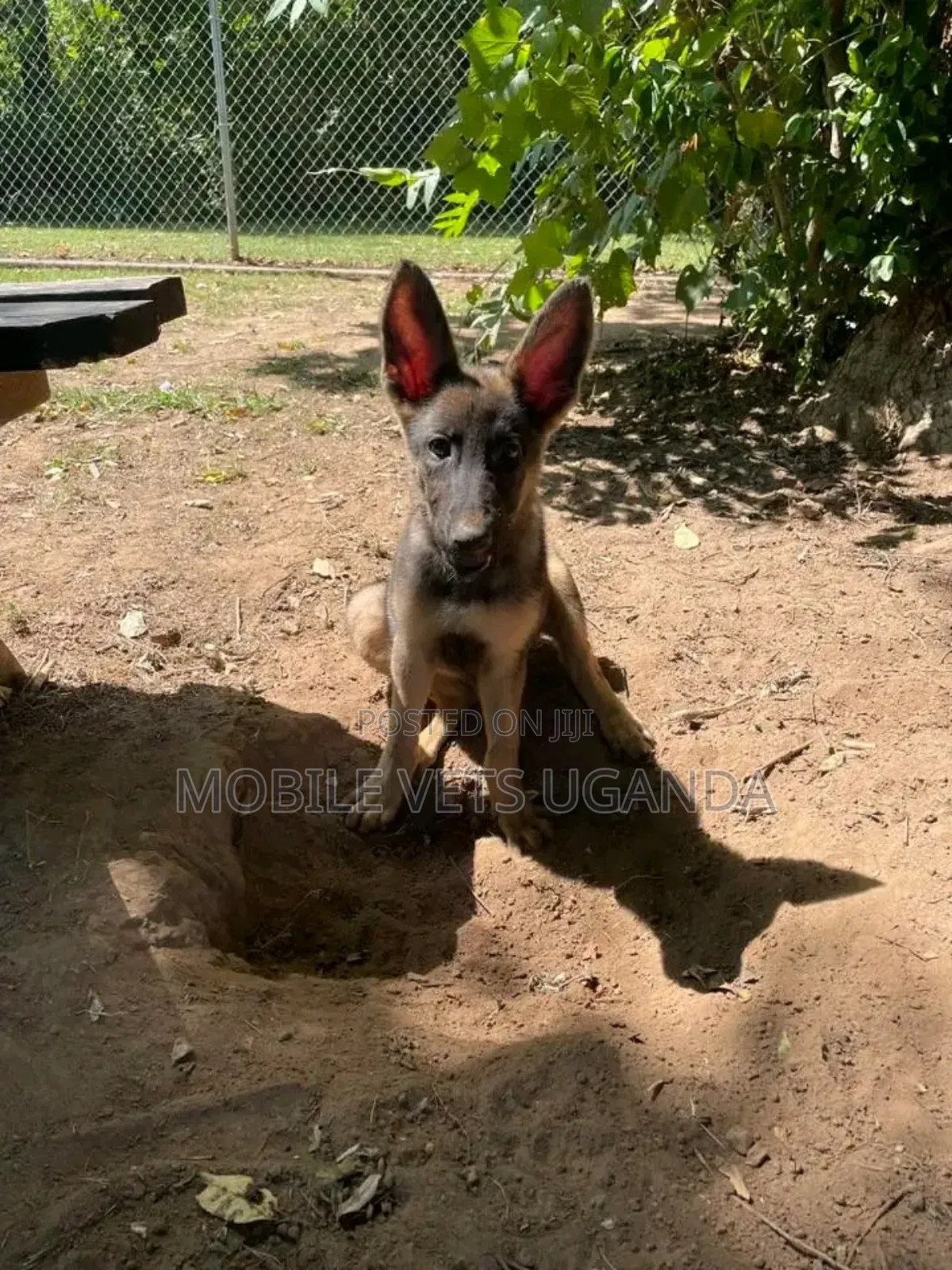 3-6 months Male Purebred German Shepherd