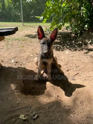 3-6 months Male Purebred German Shepherd