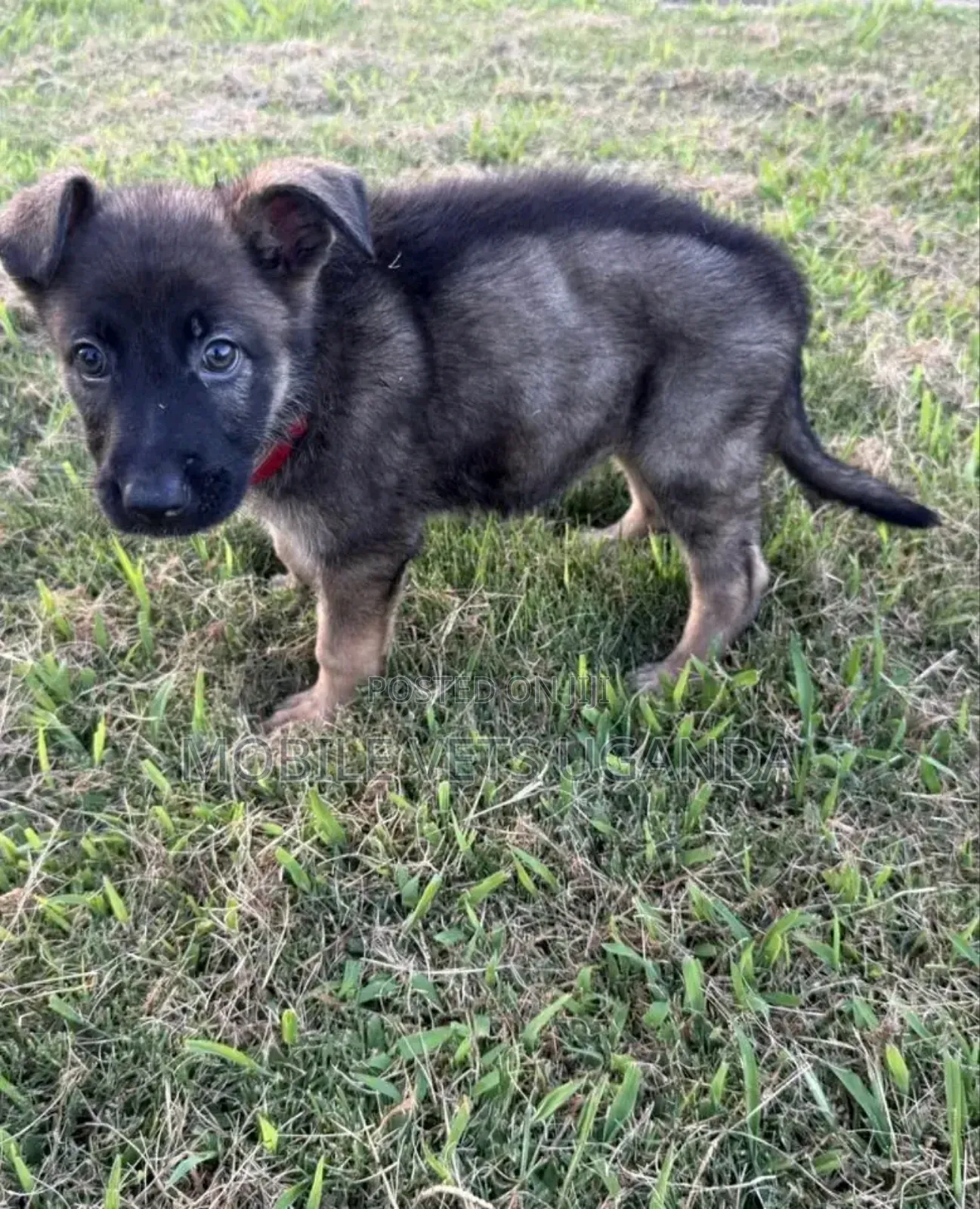 0-1 month Male Purebred German Shepherd