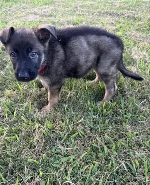 0-1 month Male Purebred German Shepherd