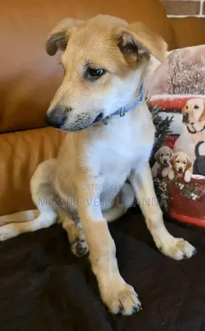 3-6 months Female Purebred German Shepherd