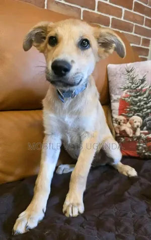 3-6 months Male Purebred German Shepherd