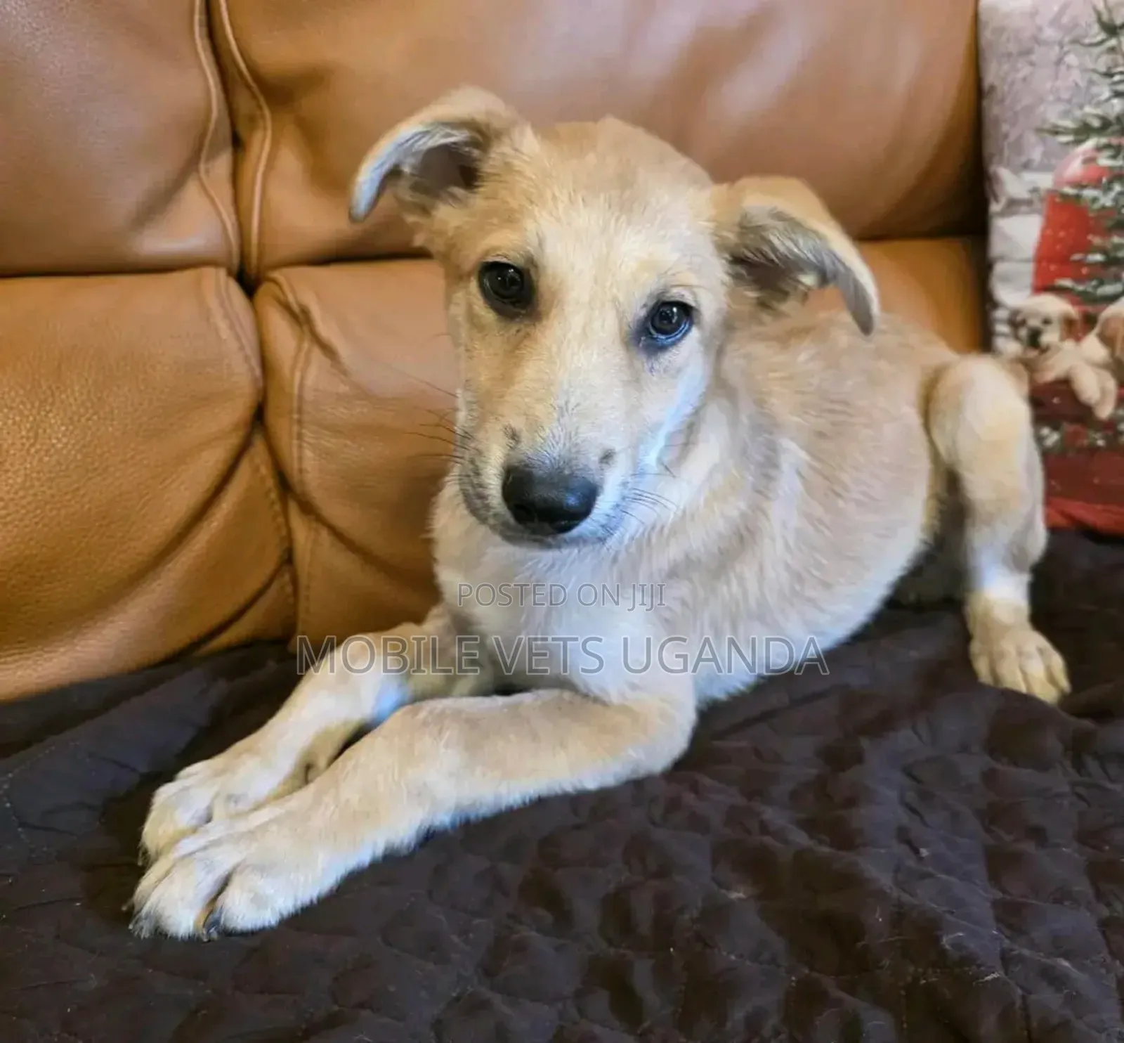 1-3 months Female Purebred German Shepherd