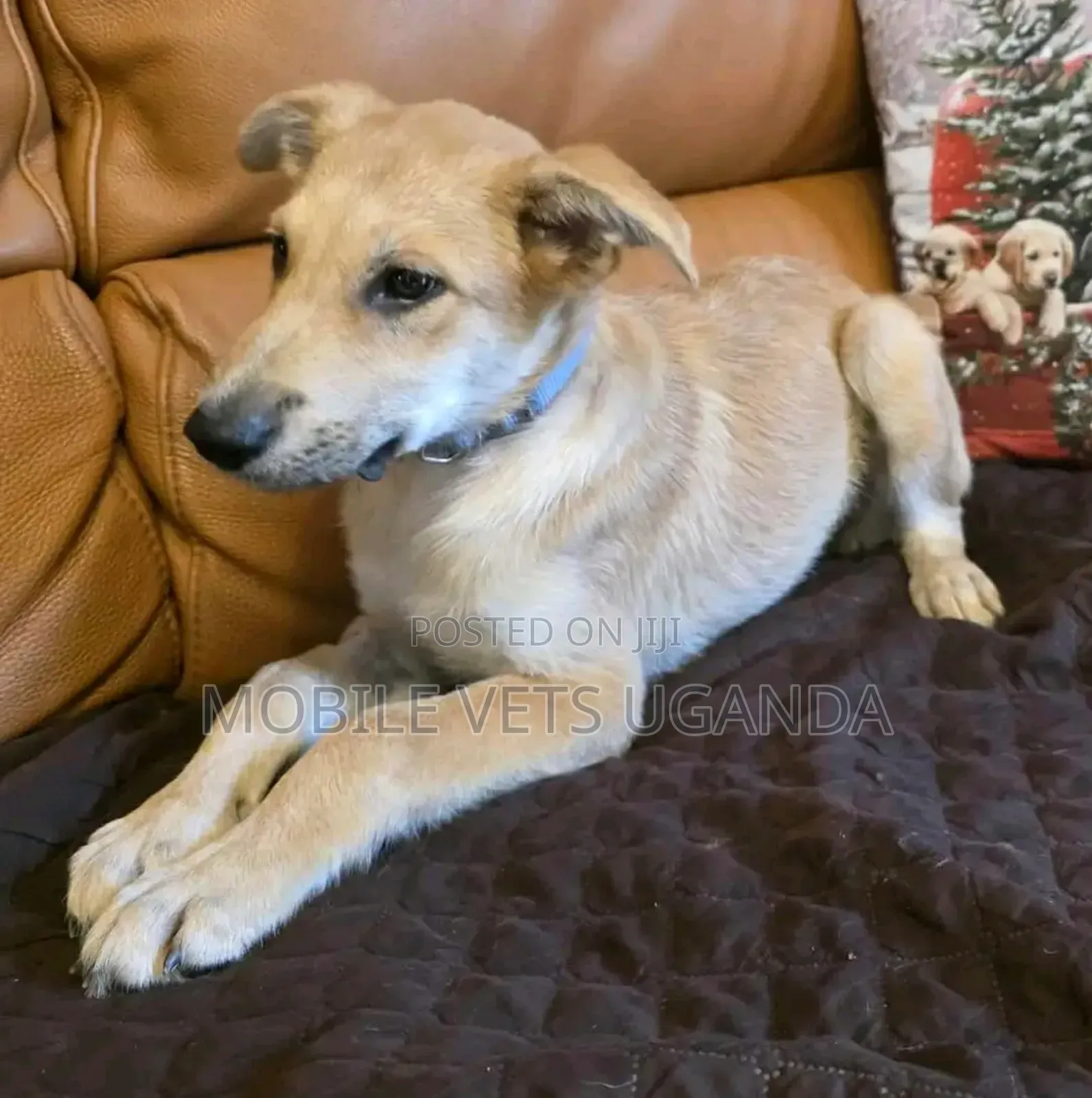 1-3 months Male Purebred German Shepherd