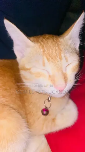 6-12 months Male Purebred British Shorthair