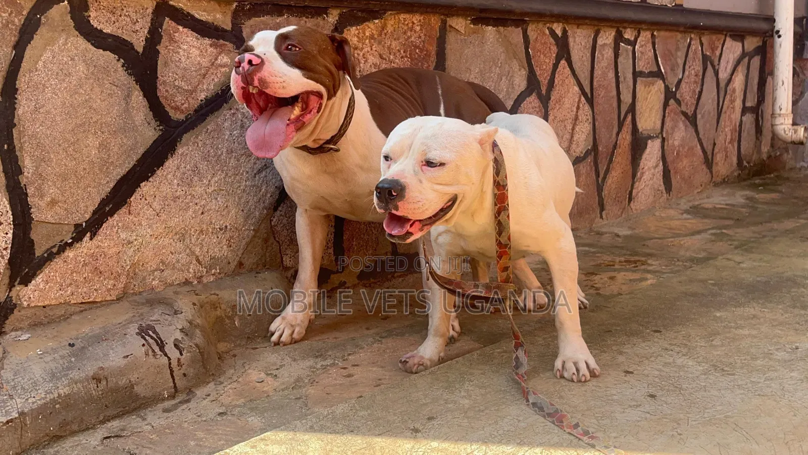 6-12 months Male Purebred American Pit Bull Terrier