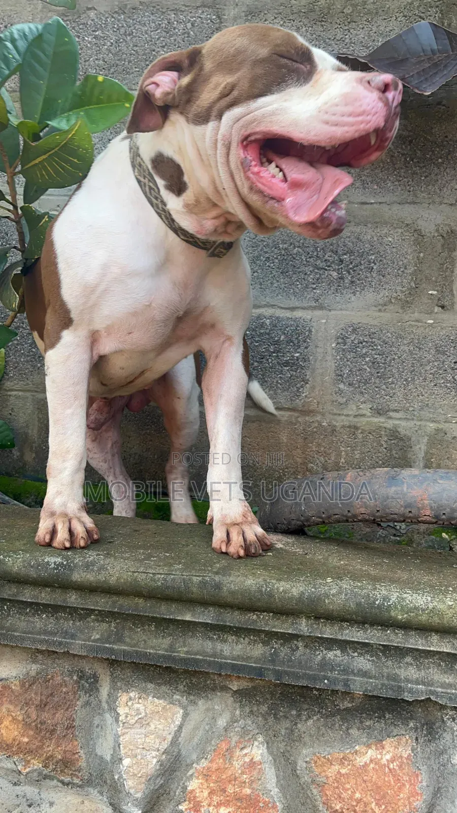 6-12 months Male Purebred American Pit Bull Terrier
