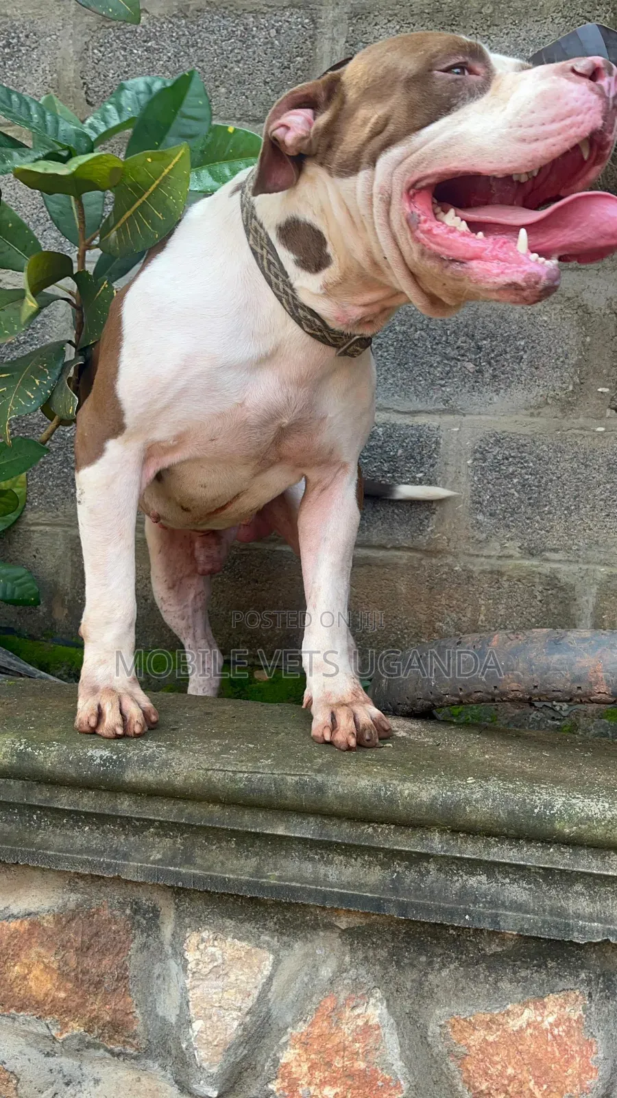 1+ year Female Purebred American Pit Bull Terrier